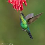 8838 Fiery-throated Hummingbird (Panterpe insignis), Costa Rica