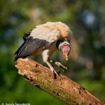 8918 King Vulture (Sarcoramphus papa), Laguna del Lagarto Lodge, Costa Rica