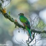 8842 Resplendent Quetzal (Pharomachrus mocinno), Costa Rica