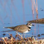 8376 Killdeer (Charadrius vociferous), Bosque del Apache, NM