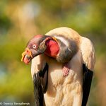 8919 King Vulture (Sarcoramphus papa), Laguna del Lagarto Lodge, Costa Rica