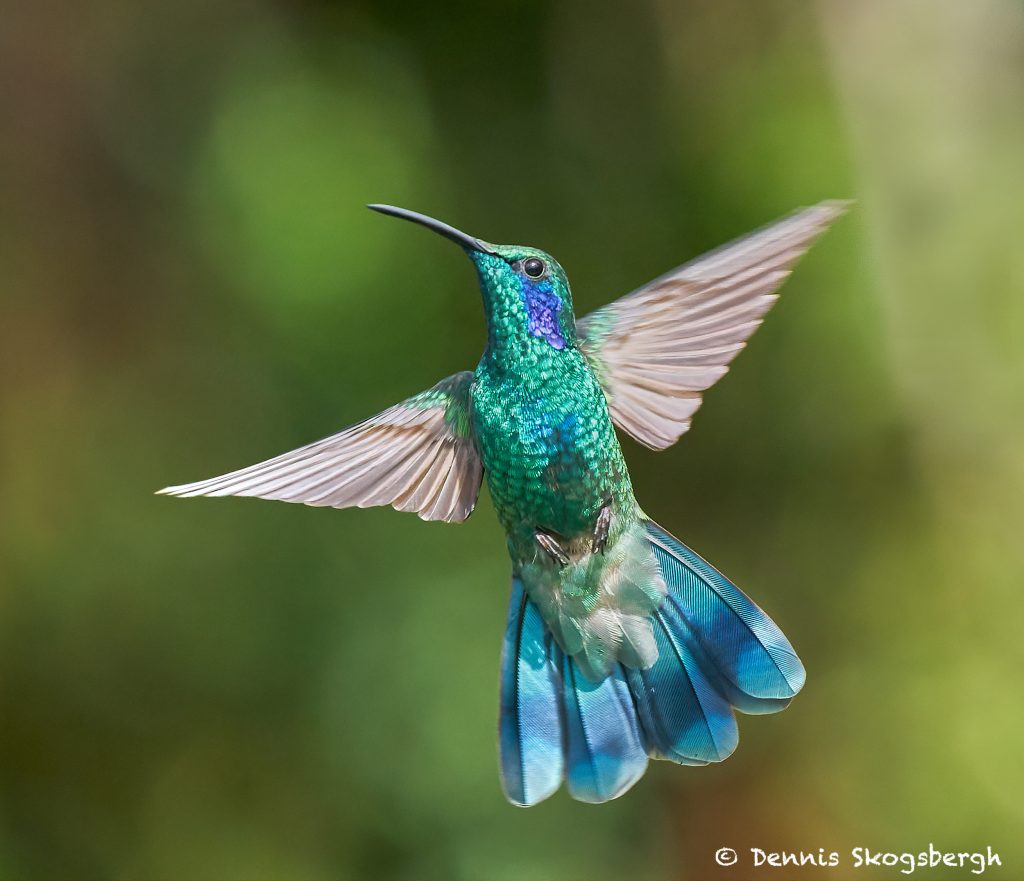 8820 Lesser Violet-ear (Colibri cyanotus), Costa Rica - Dennis ...