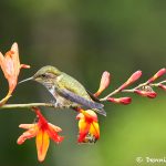 8822 Volcano Hummingbird (Selasphorus flammula), Costa Rica