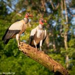 8921 King Vulture (Sarcoramphus papa), Laguna del Lagarto Lodge, Costa Rica