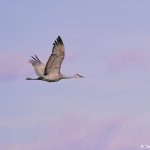 8382 Sandhill Crane (Grus canadensis), Bosque del Apache, NM