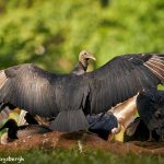 8923 King Vulture (Sarcoramphus papa), Laguna del Lagarto Lodge, Costa Rica