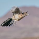 8386 Greater Roadrunner (Geococcyx californianus), Bosque del Apache, NM