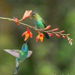 8826 Fiery-throated and Lesser Violet-ear Hummingbirds, Costa Rica
