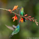 8826 Fiery-throated and Lesser Violet-ear Hummingbirds, Costa Rica