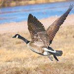 8395 Canada Goose (Branta canadensis), Bosque del Apache, NM