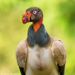 8924 King Vulture (Sarcoramphus papa), Laguna del Lagarto Lodge, Costa Rica