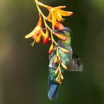 8832 Fiery-throated Hummingbird (Panterpe insignis), Costa Rica