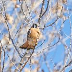 8397 American Kestrel (Falco sparverius), Bosque del Apache, NM