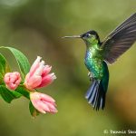 8831 Fiery-throated Hummingbird (Panterpe insignis), Costa Rica
