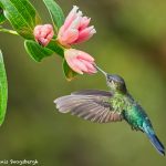 8844 Fiery-throated Hummingbird (Panterpe insignis), Costa Rica