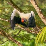 8927 King Vulture (Sarcoramphus papa), Laguna del Lagarto Lodge, Costa Rica