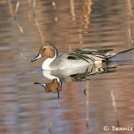 8399 Northern Pintail (Anas acute), Bosque del Apache, NM