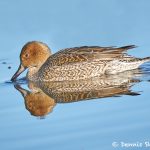 8400 Northern Pintail (Anas acute), Bosque del Apache, NM