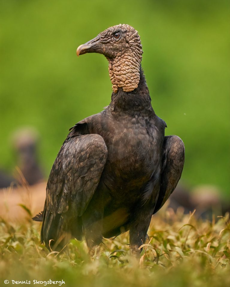 8931 Black Vulture (Coragyps atratus), Laguna del Lagarto Lodge, Costa ...