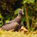 8985 Immature King Vulture (Sarcoramphus papa), Laguna del Lagarto Lodge, Costa Rica