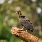 8982 Black Vulture (Coragyps atratus), Laguna del Lagarto Lodge, Costa Rica