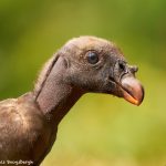 8984 Immature King Vulture (Sarcoramphus papa), Laguna del Lagarto Lodge, Costa Rica