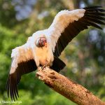 8930 King Vulture (Sarcoramphus papa), Laguna del Lagarto Lodge, Costa Rica