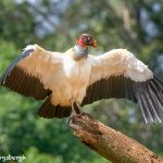 8941 King Vulture (Sarcoramphus papa), Laguna del Lagarto Lodge, Costa Rica