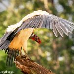 8942 King Vulture (Sarcoramphus papa), Laguna del Lagarto Lodge, Costa Rica