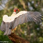 8943 King Vulture (Sarcoramphus papa), Laguna del Lagarto Lodge, Costa Rica