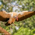 8945 King Vulture (Sarcoramphus papa), Laguna del Lagarto Lodge, Costa Rica