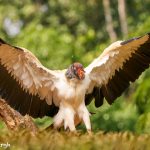 8947 King Vulture (Sarcoramphus papa), Laguna del Lagarto Lodge, Costa Rica