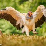 8948 King Vulture (Sarcoramphus papa), Laguna del Lagarto Lodge, Costa Rica