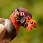 8974 King Vulture (Sarcoramphus papa), Laguna del Lagarto Lodge, Costa Rica