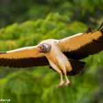 8949 King Vulture (Sarcoramphus papa), Laguna del Lagarto Lodge, Costa Rica