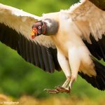 8950 King Vulture (Sarcoramphus papa), Laguna del Lagarto Lodge, Costa Rica