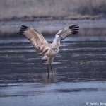 8406 Sandhill Crane (Grus canadensis), Bosque del Apache, NM