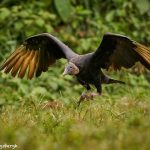 8952 Black Vulture (Coragyps atratus), Laguna del Lagarto Lodge, Costa Rica