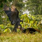 8953 Black Vulture (Coragyps atratus), Laguna del Lagarto Lodge, Costa Rica