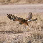 8429 Northern Harrier (Circus cyaneus), Bosque del Apache, NM