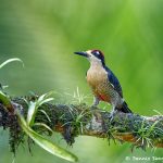 8462 Black-cheeked Woodpecker (Melaner pespucherani),, Laguna del Lagarto Lodge, Costa Rica