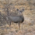 8431 Mule Deer, Bosque del Apache, New Mexico