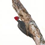 8472 Pale-billed Woodpecker (Campephilus guatemalensis), Laguna del Lagarto Lodge, Costa Rica