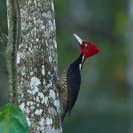 8474 Pale-billed Woodpecker (Campephilus guatemalensis), Laguna del Lagarto Lodge, Costa Rica