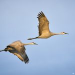 8433 Sandhill Cranes (Grus canadensis), Bosque del Apache, NM