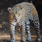 8126 Jaguar (Panthera onca), Pantanal, Brazil