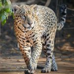 8127 Jaguar (Panthera onca), Pantanal, Brazil