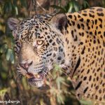 8128 Jaguar (Panthera onca), Pantanal, Brazil