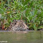 8133 Jaguar (Panthera onca), Pantanal, Brazil