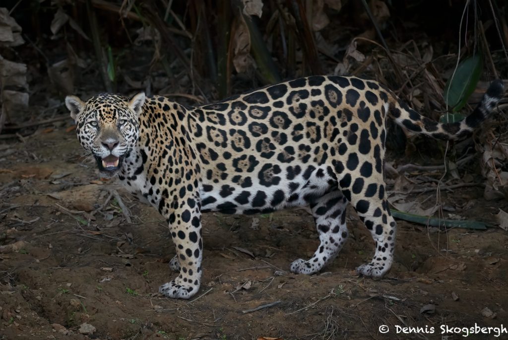 8134 Jaguar (Panthera onca), Pantanal, Brazil - Dennis Skogsbergh ...